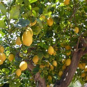 De citroenboom levert het gehele jaar heerlijke citroenen